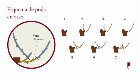 Formación online poda de la vid YouTube