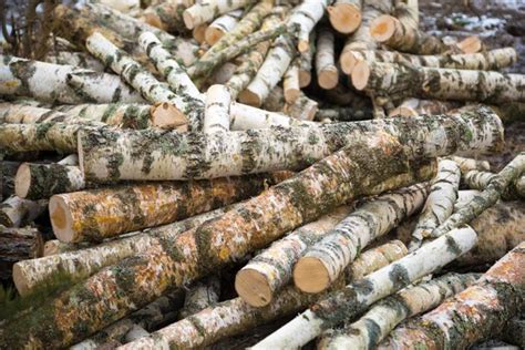 Birch logs Stock Photos, Royalty Free Birch logs Images | Depositphotos®