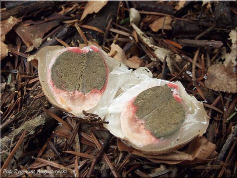 Okratek Australijski Clathrus Archeri Atlas Nagrzyby Pl