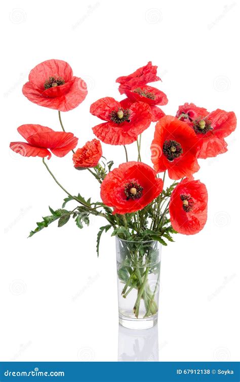 Bouquet Of Poppies In Glass Vase Stock Photo Image Of Bouquet Nature