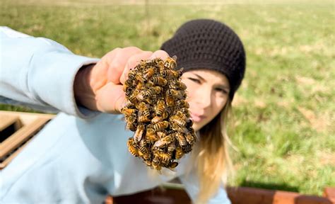 How To Start Beekeeping Gubba Homestead