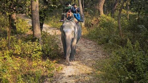 Why Chitwan Jungle Safari Tour Everything You Should Know