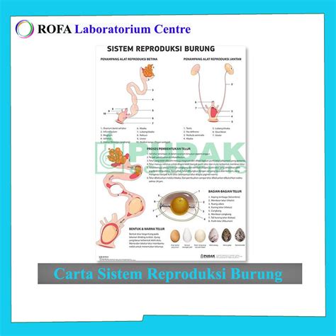 Jual Carta Sistem Reproduksi Burung Carta Biologi Carta IPA Shopee