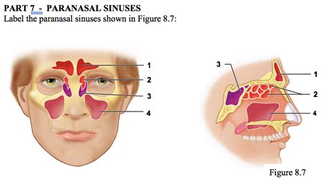 Anatomy Paranasal Sinuses Side Views Frontal Stock Vector