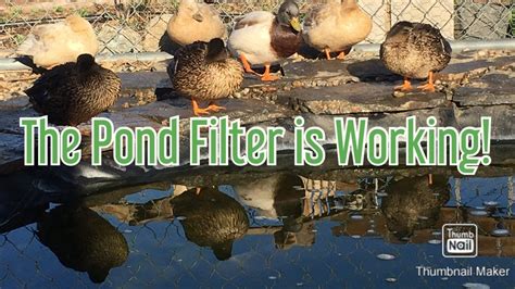 Duck Pond Filter Update Duckuaponics Youtube