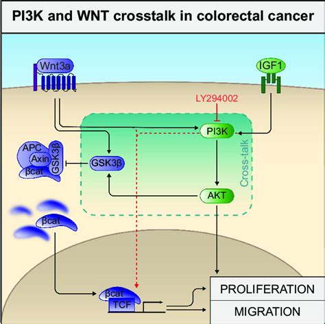 Schematic Diagram Of PI3K And WNT Crosstalk In Colorectal Cancer Wnt3a