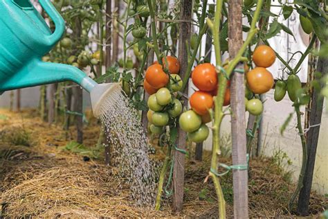 Water For Tomato Plants Nailanaiomi