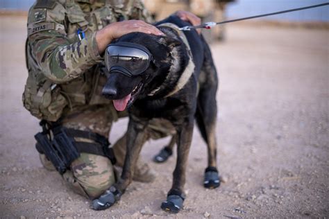 DVIDS - Images - Military Working Dogs wear protective equipment for ...