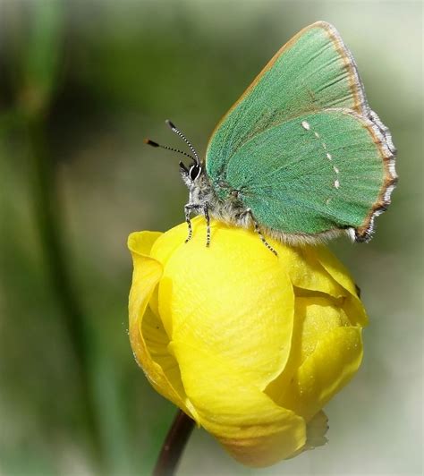 Callophrys Rubi Foto And Bild Tiere Wildlife Schmetterlinge Bilder