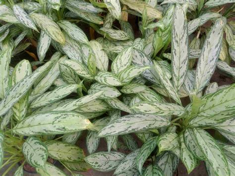 Aglaonema Houseplants Growing And Care Guide