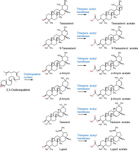 Frontiers Characterization Of A Pentacyclic Triterpene