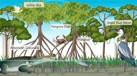 Mangrove forest scene and animals with label name 3100602 Vector Art at ...