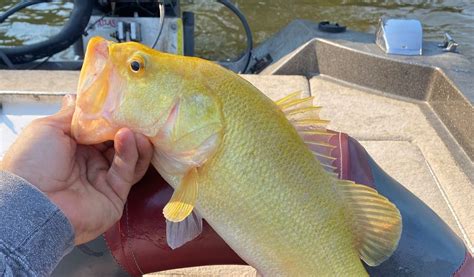 Virginia Fisherman Reels In Incredibly Rare Golden Largemouth Bass