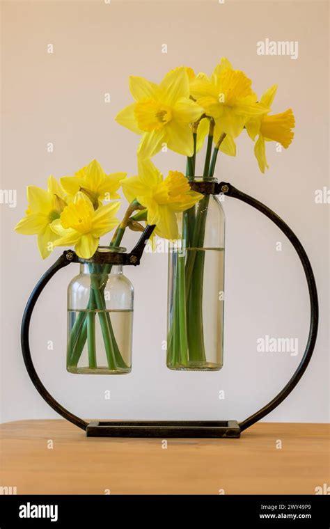 Daffodil Cut Flowers Narcissus Contained In A Unique Twin Jar Of