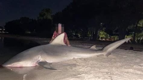 Huge Bull Shark Caught By Young Fisherman In The Swan River Days After