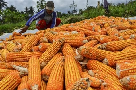 Pemerintah Pastikan Tidak Akan Impor Jagung Pakan Pada Republika