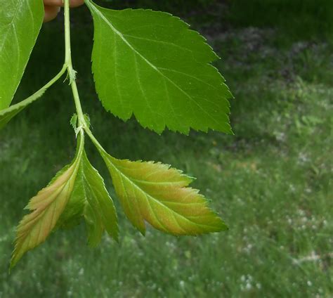 Downy Hawthorn Leaf