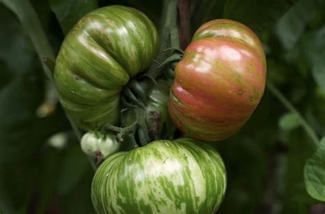 how much sun do tomatoes need to grow