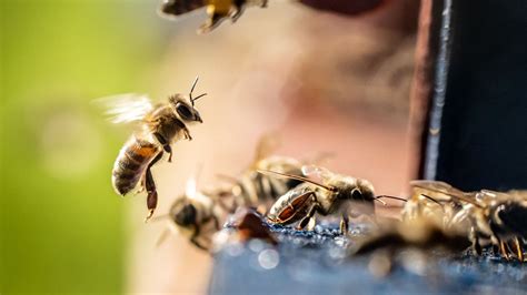 Bienen Leiden Unter Warmen Winter In Der Westpfalz SWR Aktuell