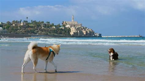 Unveiling the Top 10 Best Beaches in Tel Aviv, Israel 2023