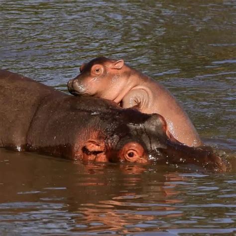 Hippo vs Rhino: Differences And Similarities