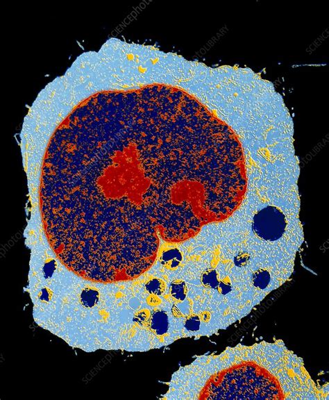 Coloured TEM Of A Section Through A HeLa Cell Stock Image G442 0049