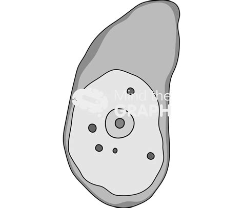 Entamoeba Histolytica