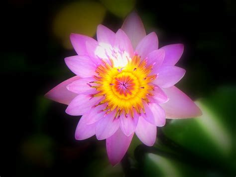 The Indian National Flower Lotus By Simran Mohapatra 500px