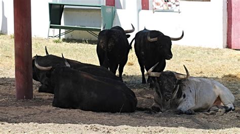 Galeria Los Toros De El Parralejo En El Bat N Toros Cope