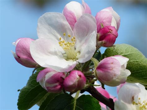 Apfelblüte Apfelbaum Blüte Kostenloses Foto auf Pixabay Pixabay