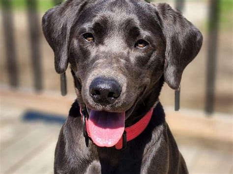 Sterling Labradors Élevage De Labrador Retriever à Laval