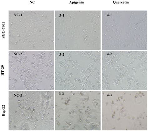 Screening For Natural Inhibitors Of Topoisomerases I From Rhamnus