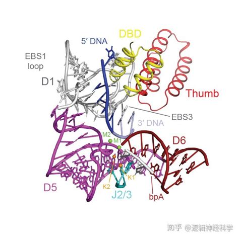 Science︱耶鲁大学科研团队解析了移动内含子逆转录元件结合特定dna底物的复合物结构 知乎