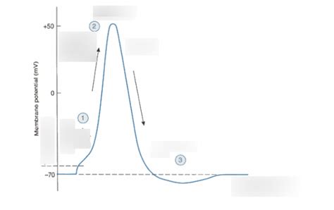 Action Potentials Diagram Quizlet