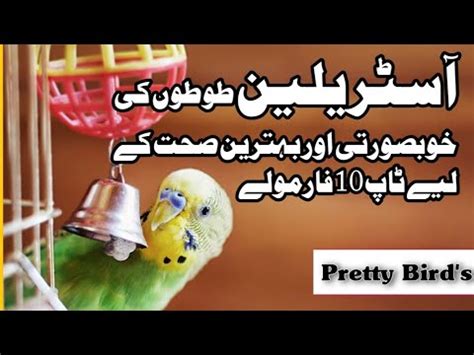 Australian Birds Ke Liye Top10 Breeding Formula In Urdu And Hindi