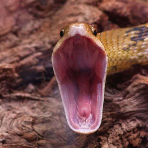 Corn Snake Teeth