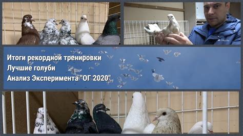 Разбор полетов: Рекордное время, Лучшие голуби, Анализ Эксперимента ...