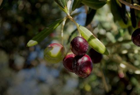 olive varieties Articles and Updates