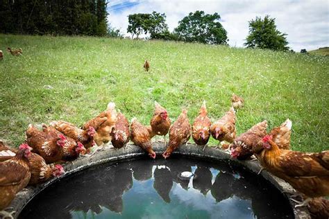 Agua El Recurso Vital Para Las Gallinas Ponedoras Avicola De