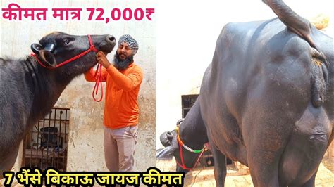 आज लो ताज़ी झोटी मात्र 72000₹ में भैंस बिकाऊ दूध 12 से 18 लीटर Aulakh Dairy Farm Ganganagar