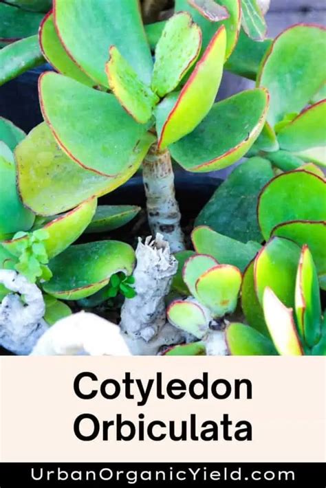 Cotyledon Varieties | UrbanOrganicYield.com