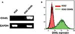 Frontiers Expansion Of Human NK Cells Using K562 Cells Expressing