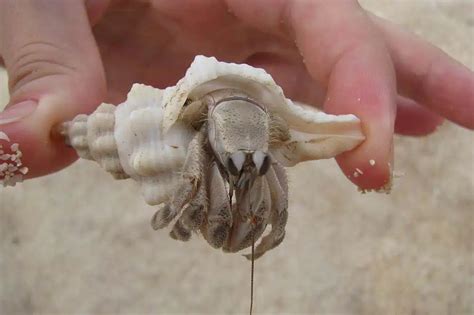 Cute Hermit Crab Shells