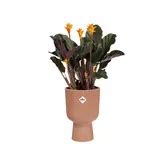 Elho Bloempot Vibes Fold Coupe Cm Roze Tuinwereld