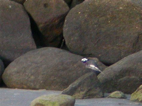 Sortrygget Hvid Vipstjert Motacilla alba yarellii Aså Flickr