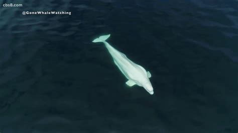 Beluga Whale Captured By Drone Off Coast Of San Diego For The First Time