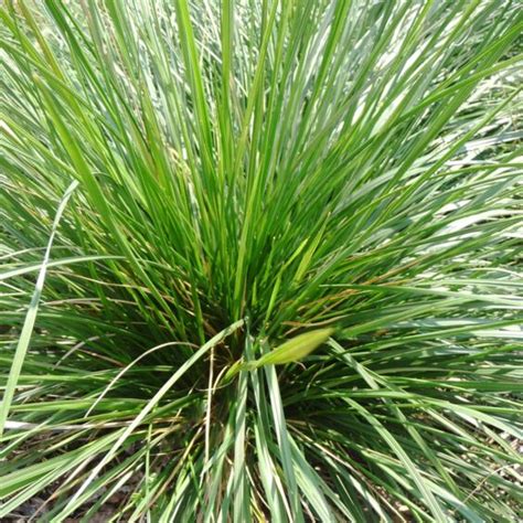 Tufted Hair Grass | Ornamental Grass | McKay Nursery