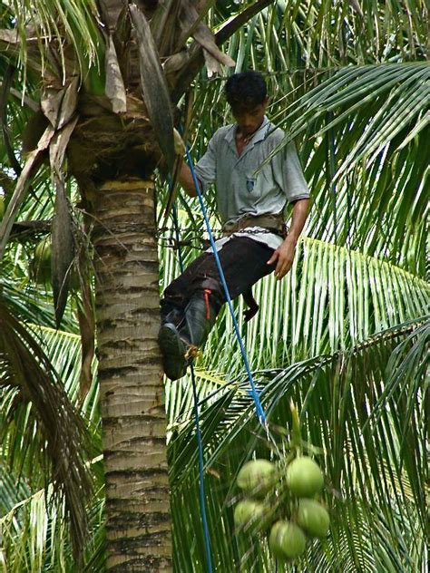 1784 Harvesting Coconuts