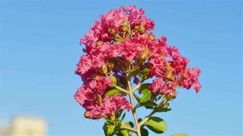 Crepe Myrtle Tree Care Guide - What You Need to Know