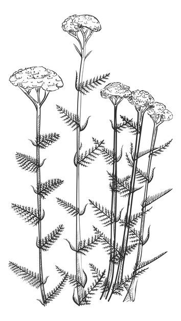 Ilustración Botánica De La Flor De Milenrama Planta De Achillea Dibujada A Mano Aislada Sobre